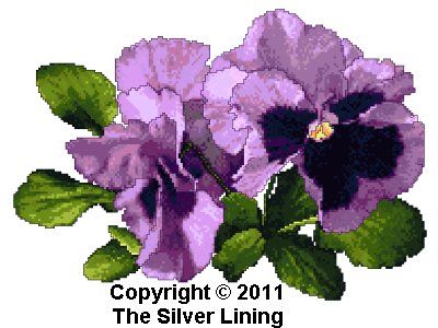 Lavender Pansies