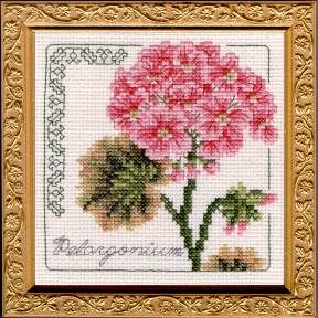 Pelargonium
