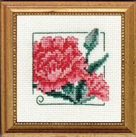 Carnation