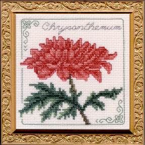 Chrysanthemum