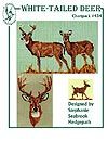 White tailed deer